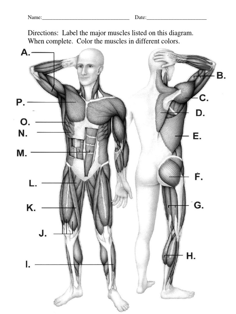 label muscles of the body worksheet