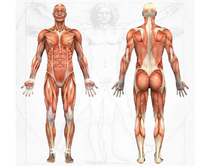 label muscles of the body worksheet