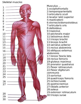 label muscles of the body worksheet
