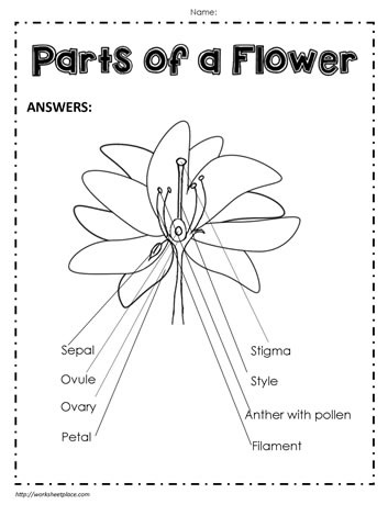 label parts of a flower worksheet