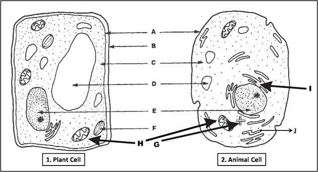 label plant and animal cells worksheet