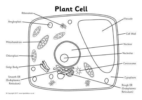 label plant cell worksheet