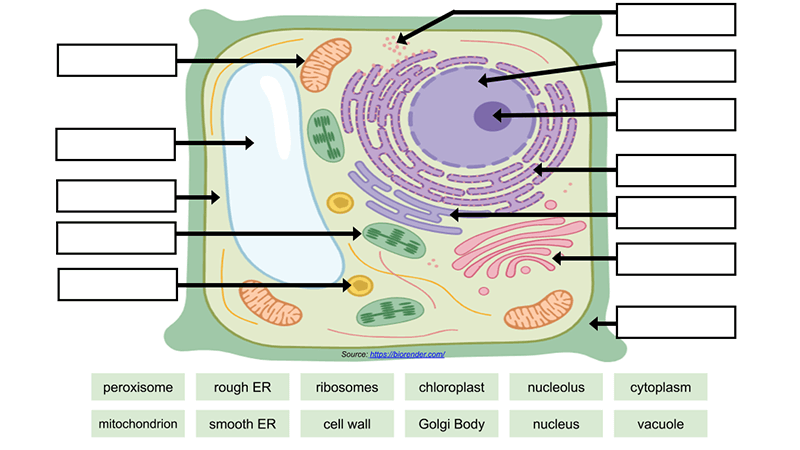 label plant cell worksheet
