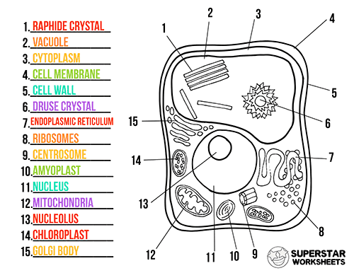 Plant Cell Worksheets -Worksheets Library