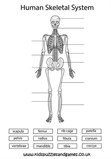 Human Skeleton Labelling Cut and Paste - Kids Puzzles and Games