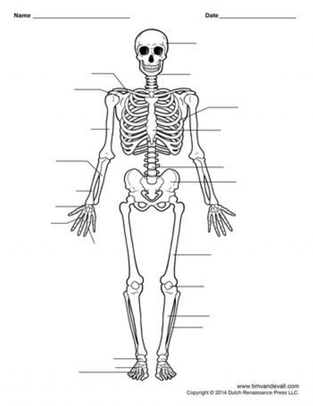 SKELETAL SYSTEM - LABEL THE SKELETON online exercise for | Live ...