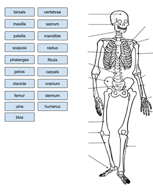 Skeleton Labeling Using Google Slides - Drag and Drop