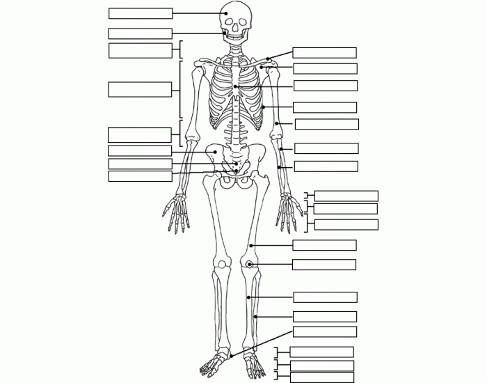Label the Skeleton Quiz