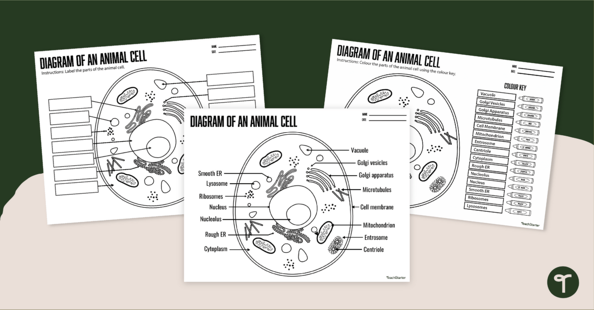 label the animal cell worksheet