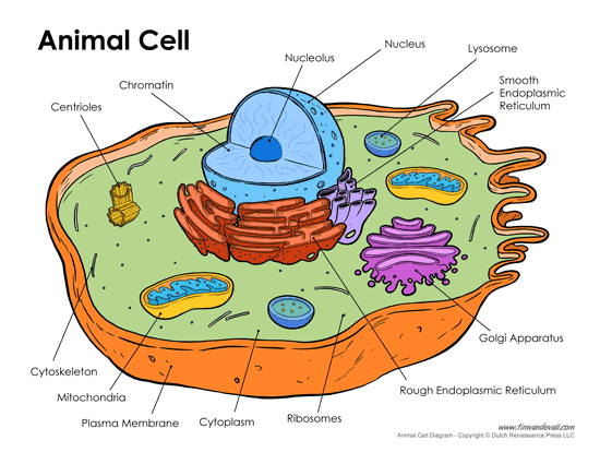 label the animal cell worksheet