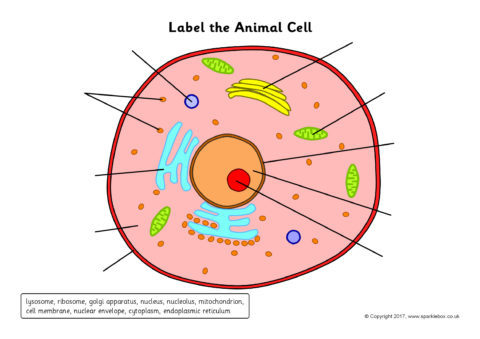 label the cell worksheet