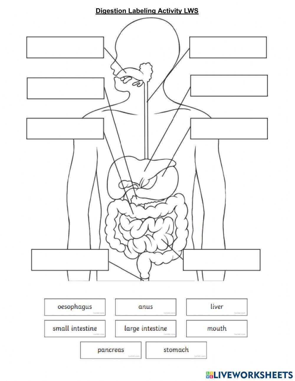 Label Digestive System worksheet Live Worksheets Worksheets Library