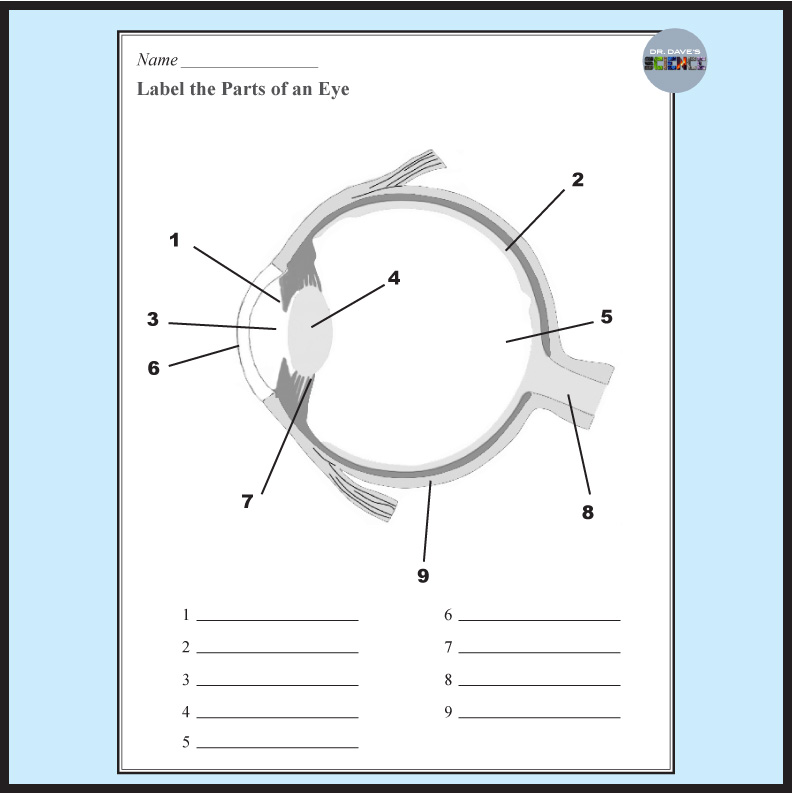 Parts Of The Eye Word Search With Labeled Diagram And Answer Key Parts Of The Eye Word Search With Labeled Diagram And Answer Key