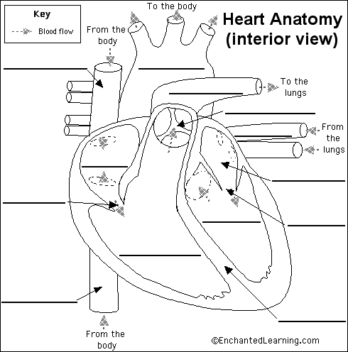 label the heart worksheet
