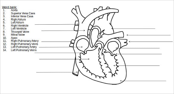 Heart Diagram - 20+ Free Printable Word, Excel, EPS, PSD Template ...