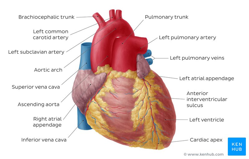 Diagrams, quizzes and worksheets of the heart | Kenhub