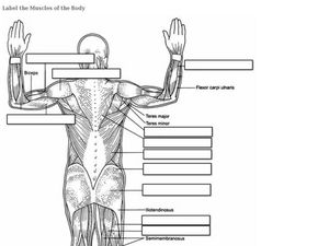 label the muscles of the body worksheet