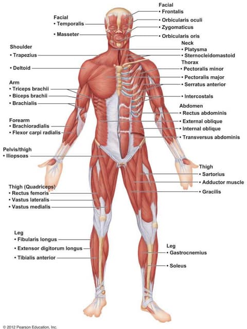 label the muscles of the body worksheet