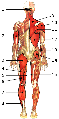 label the muscles of the body worksheet