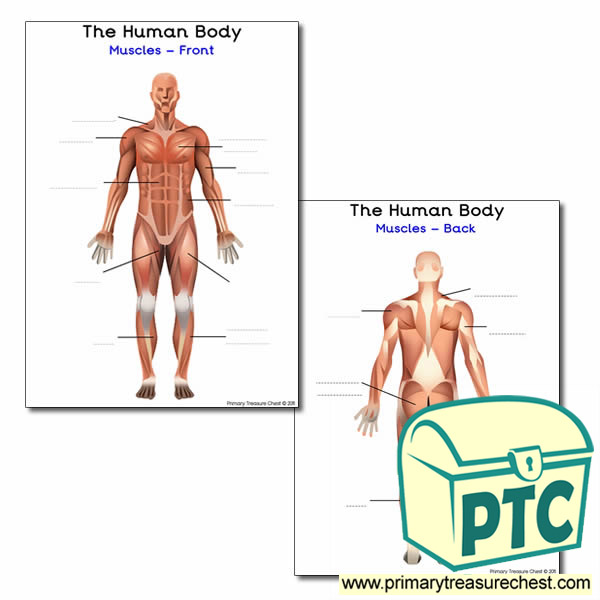 label the muscles of the body worksheet