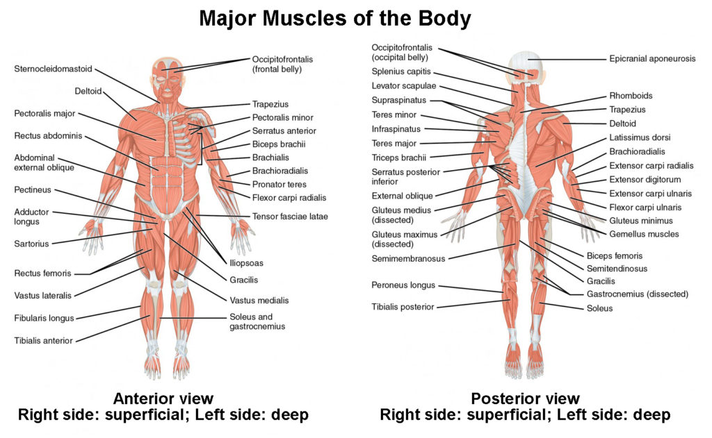 label the muscles of the body worksheet