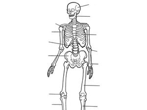 Label the Skeleton Worksheet for 5th - 7th Grade | Lesson Planet
