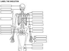 label the skeleton worksheet answers