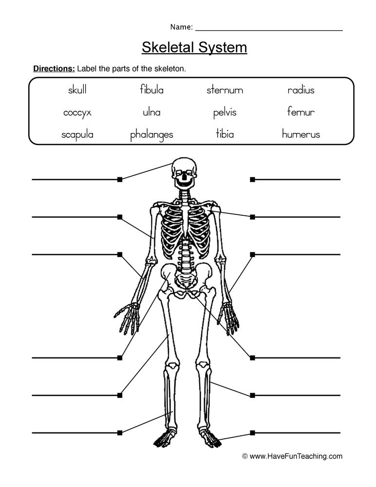 Label Skeletal System Worksheet  