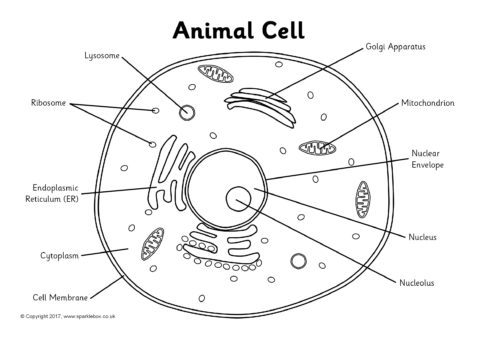 labeling a cell worksheet