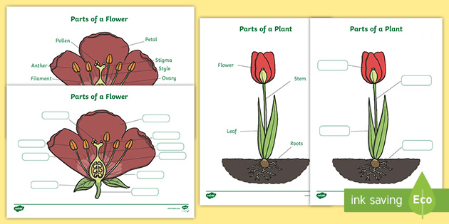 KS1 Labelling Parts of a Plant Worksheet (teacher made)