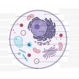 labeling an animal cell worksheet