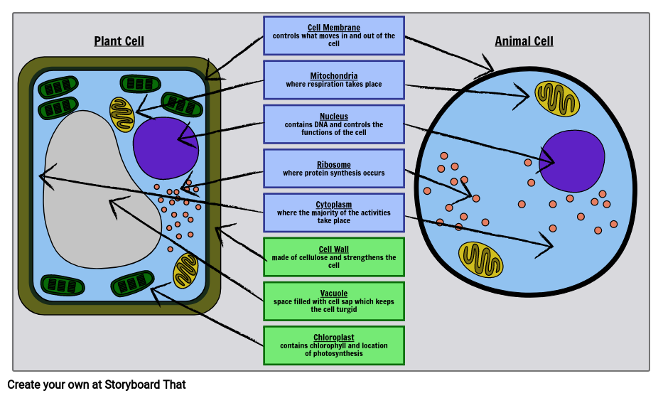 Cellular Basics | Labeling Plant and Animal Cells