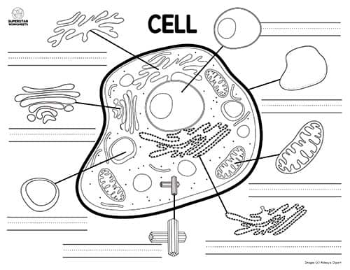 Animal Cell Worksheet -Worksheets Library