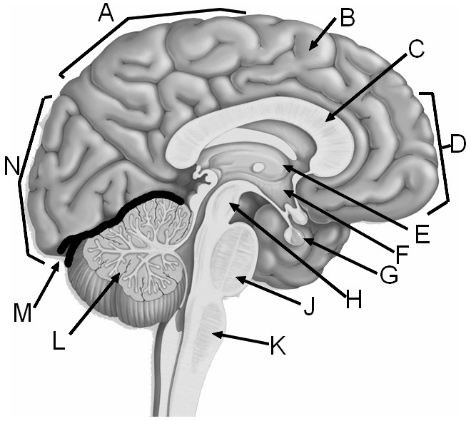 Label the Major Structures of the Brain