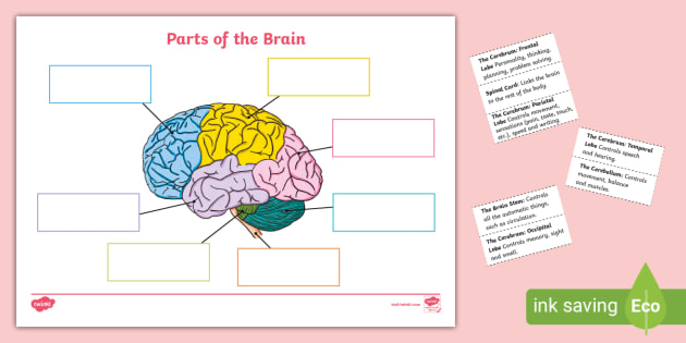 labeling the brain worksheet