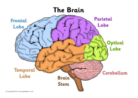 Label the Brain Worksheets (SB11585) - SparkleBox