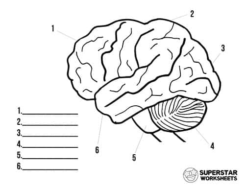 labeling the brain worksheet