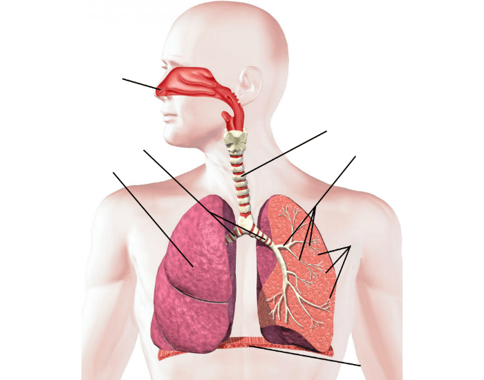 labeling the respiratory system worksheet