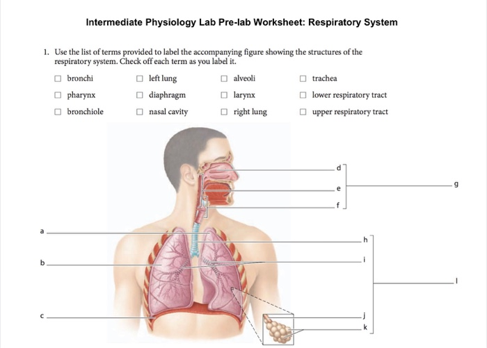 Solved Intermediate Physiology Lab Pre-lab Worksheet: | Chegg.com
