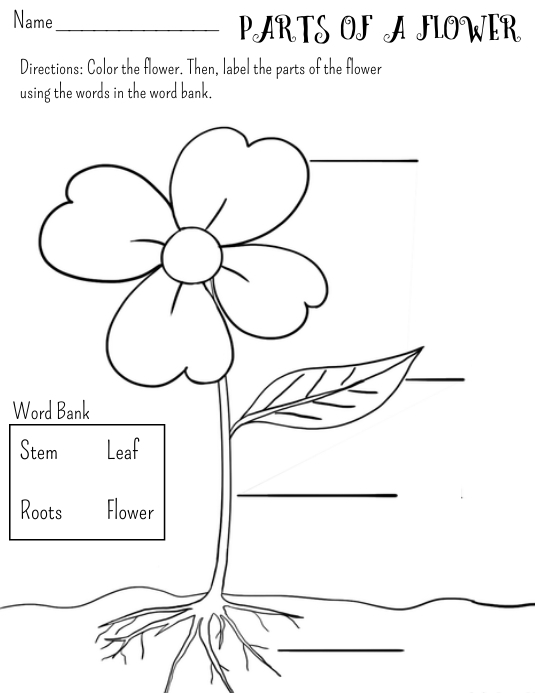 Labeling Parts of a Flower Worksheet Template | PosterMyWall