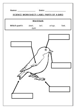 Science worksheets: Label parts of a bird  