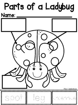 Parts of a Ladybug by Miss Cobblestones Resources worksheets library