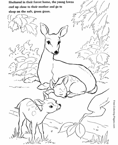 large printable animal pictures