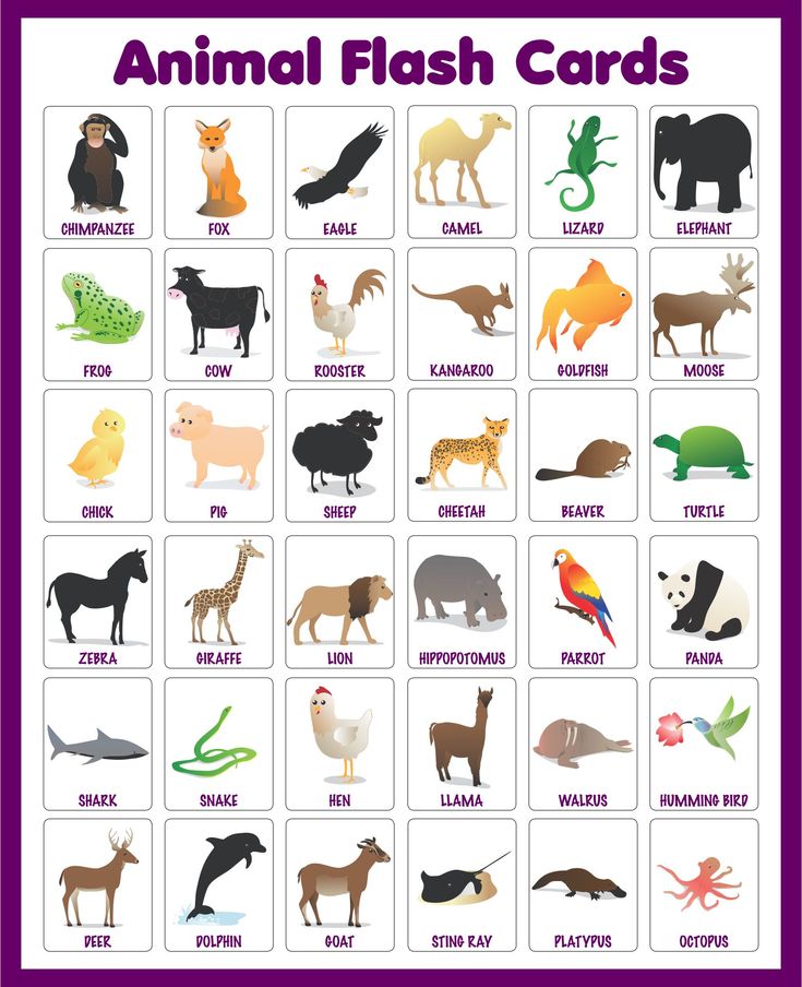 large printable animal pictures