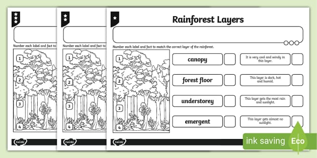 layers of the rainforest worksheet