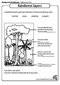 layers of the rainforest worksheet