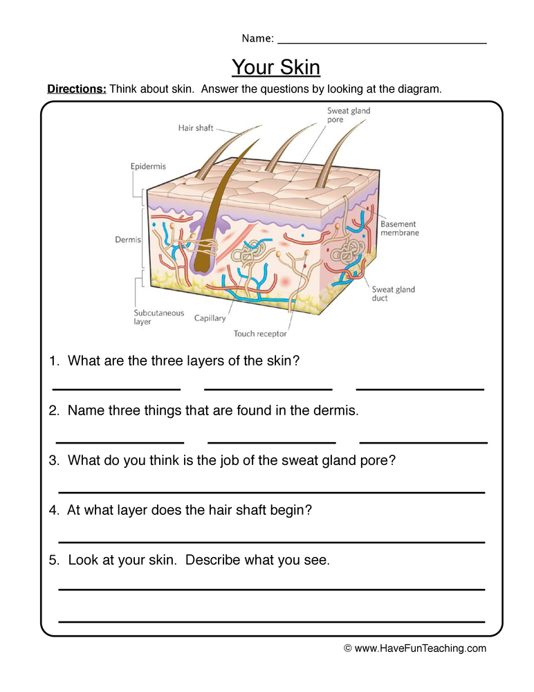 layers of the skin worksheet