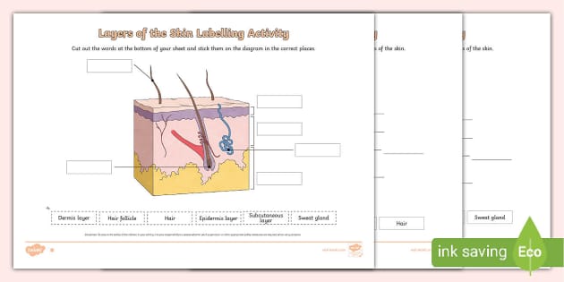 layers of the skin worksheet