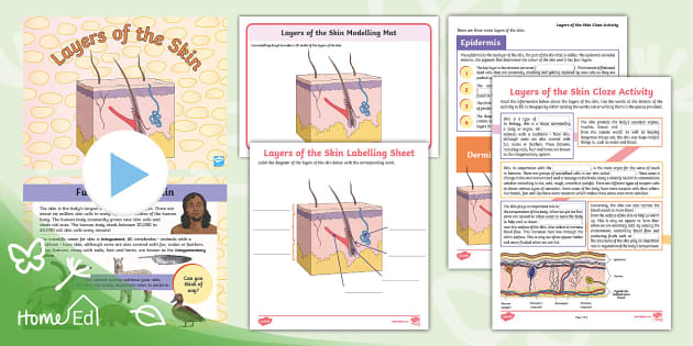 layers of the skin worksheet