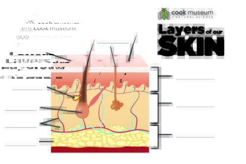 Layers-of-Skin-Blank | Cook Museum of Natural Science